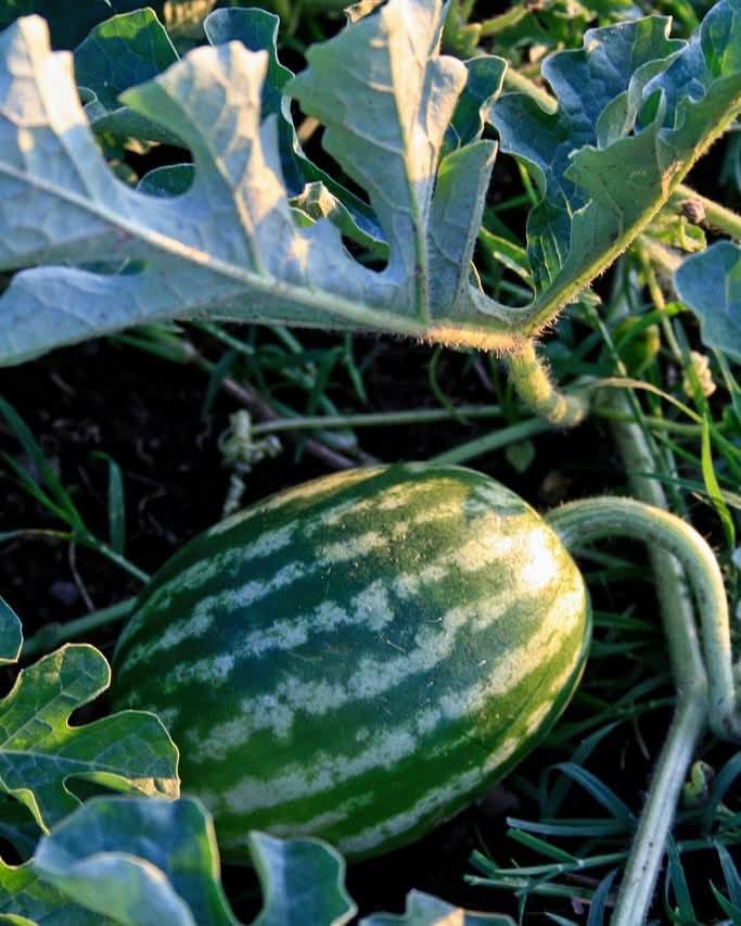 Watermelon: A Sweet and Nutritious Wonder of Nature