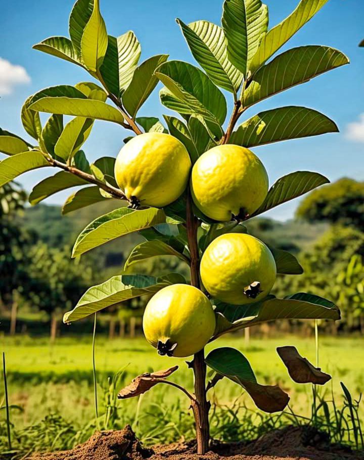 Guava Production in Indonesia: A Growing Agricultural Opportunity