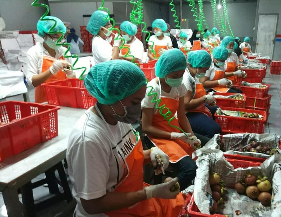 Handling Mangosteen Shipments for Export to Ensure Freshness and Quality