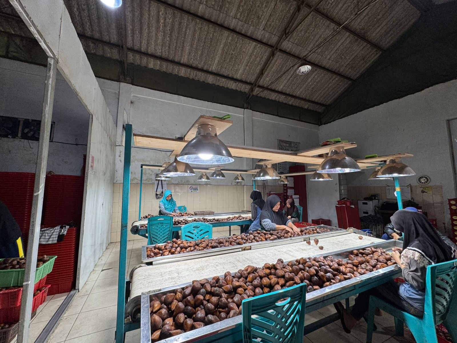 Ladang Pangan Nusantara: Sorting Salak Fruit for Export