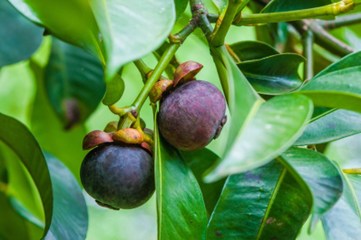 Mangosteen: The Queen of Tropical Fruits and Its Global Allure