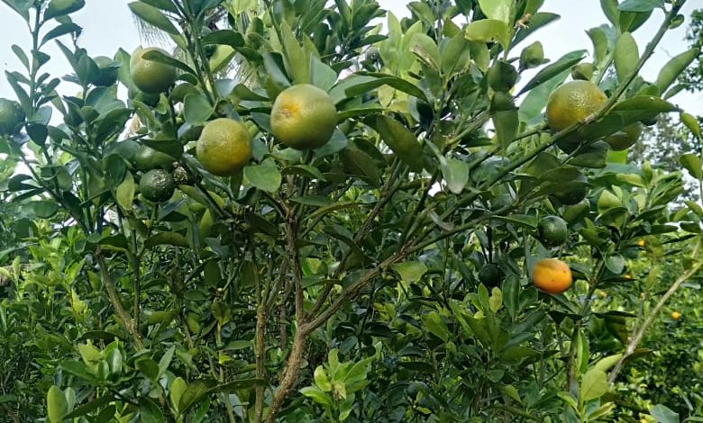 Indonesian Oranges: A Tropical Treasure Going Global
