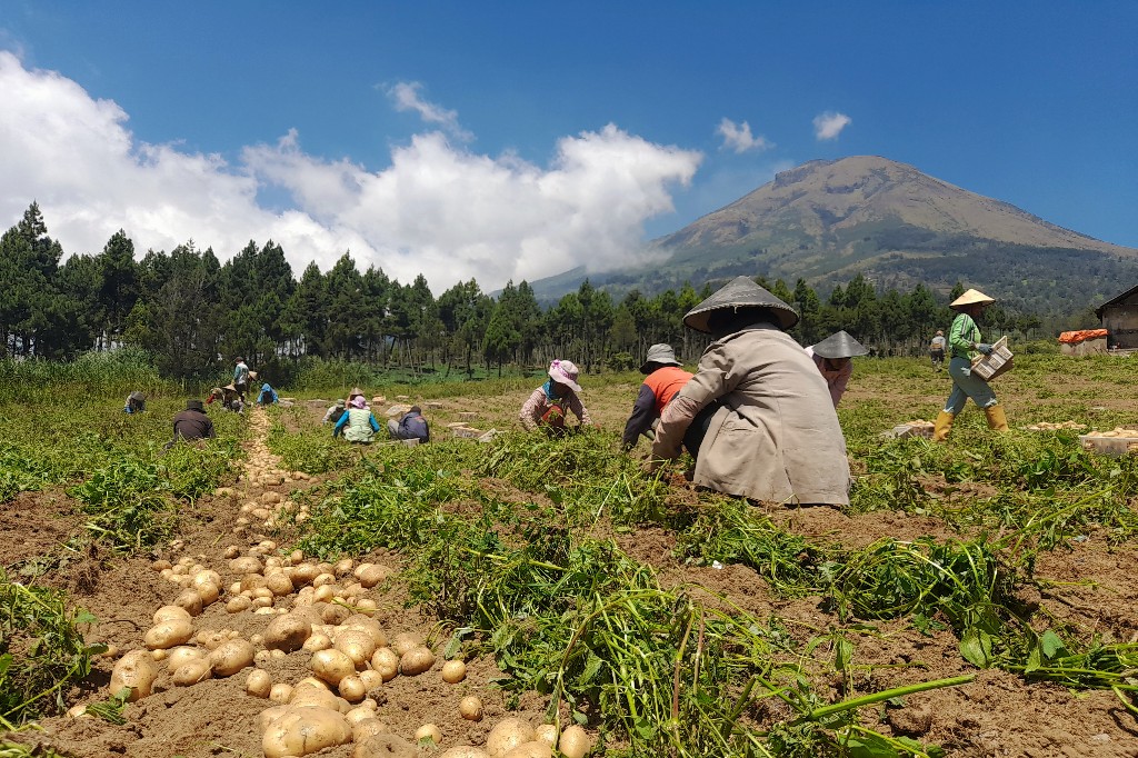 Potatoes: A Versatile and Nutrient-Rich Staple Food