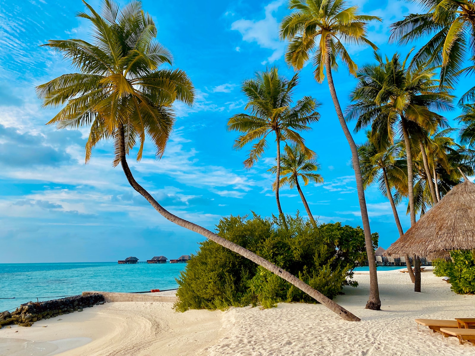 Young Coconuts: Freshness, Nutrition, and Tropical Wonder